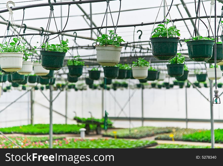 Greenhouse in france near Paris