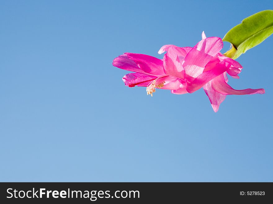 Schlumbergera truncata viewed against a clear blue sky. Schlumbergera truncata viewed against a clear blue sky.