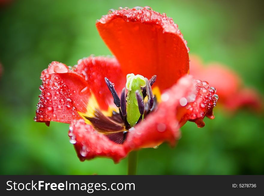 Macro shot of beautiful wet tulip with drops. Macro shot of beautiful wet tulip with drops