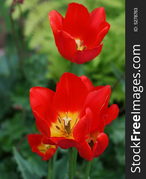 Beautiful red tulips close-up shot