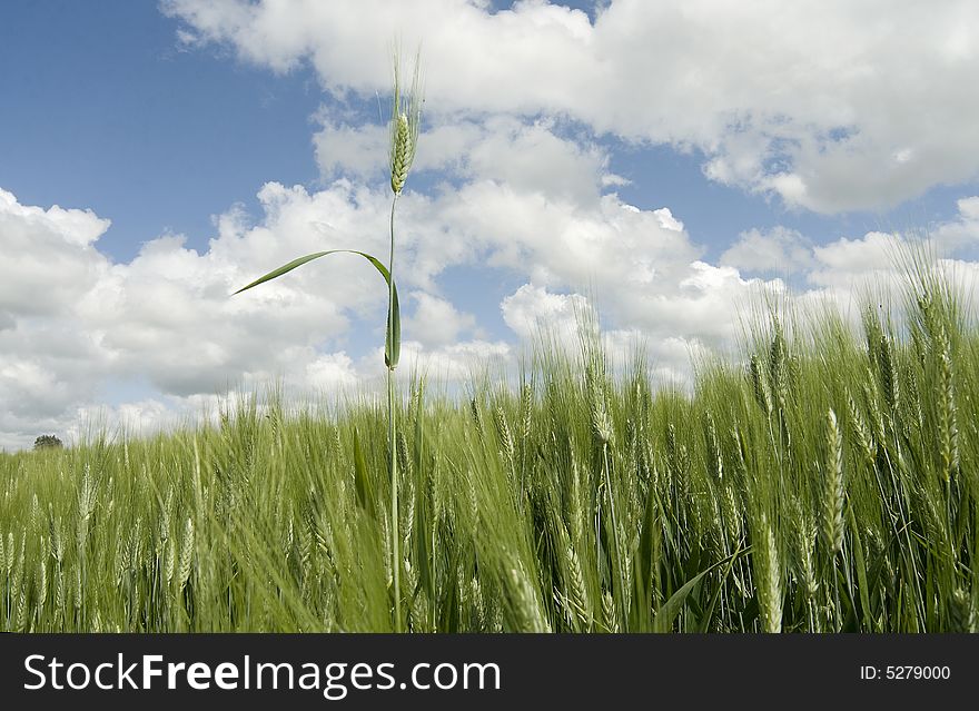 A wheat field under a blue and cloudy sky in Tuscany.