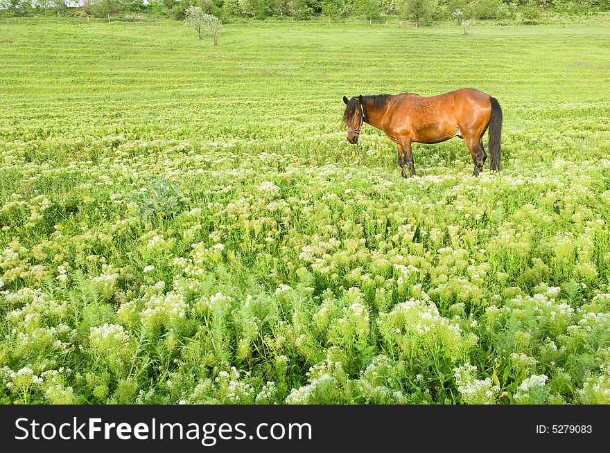 Rural landscape with perfect green grass and horse. Rural landscape with perfect green grass and horse