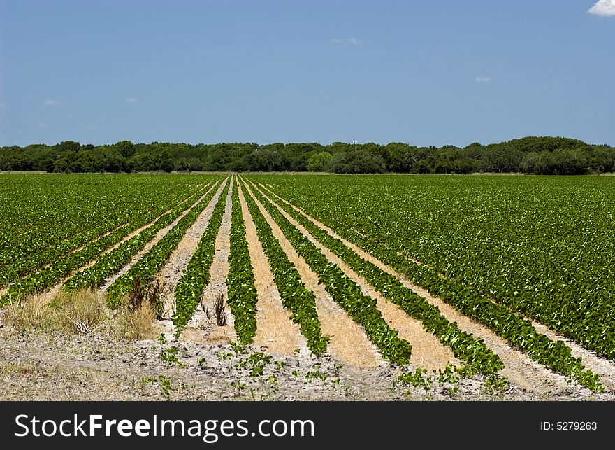 A field of soybeans with a few rows as the focus. A field of soybeans with a few rows as the focus.