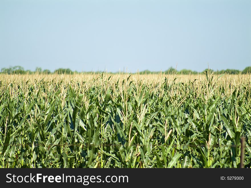 A close up of a large crop of corn plants. A close up of a large crop of corn plants.