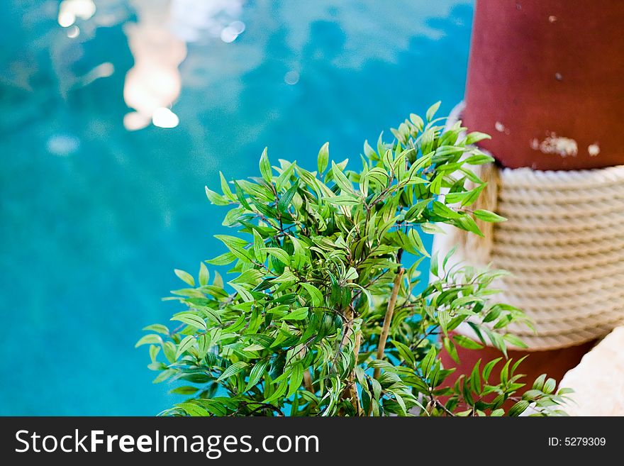 Potted tree at the swimming pool