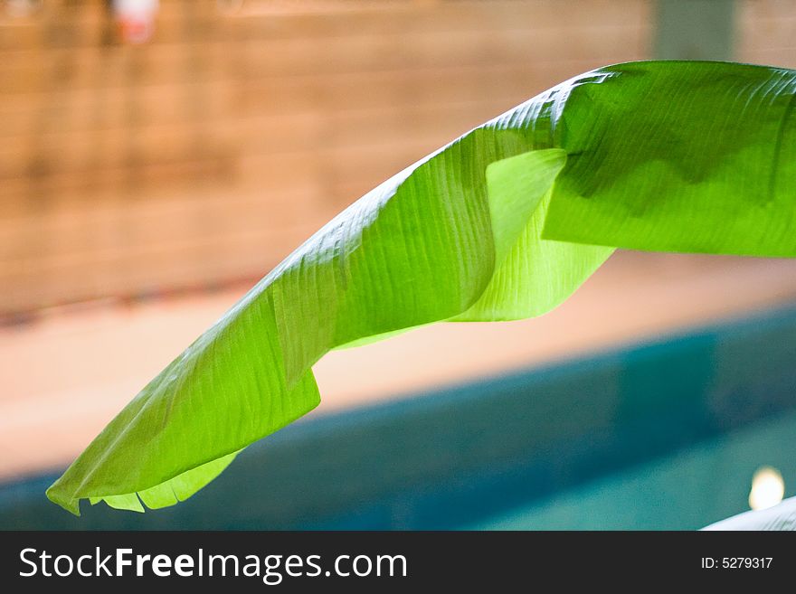 Palm tree at swimming pool