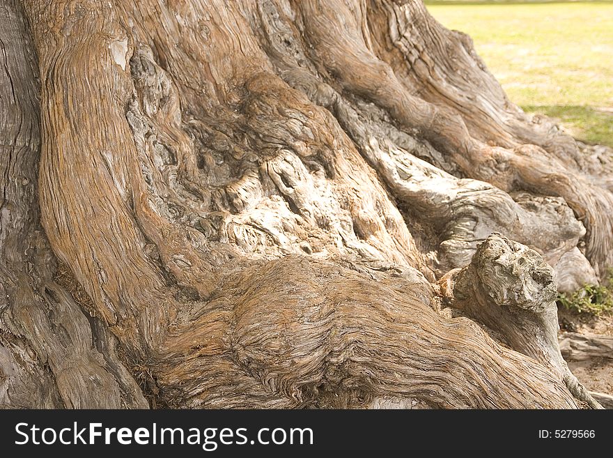 Gnarled Old Oak Roots