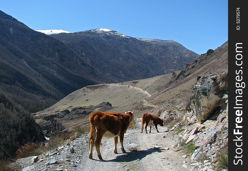 Mountain Cows