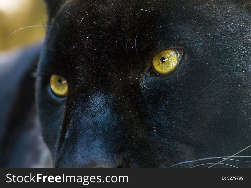 Close-up of a beautiful black panther