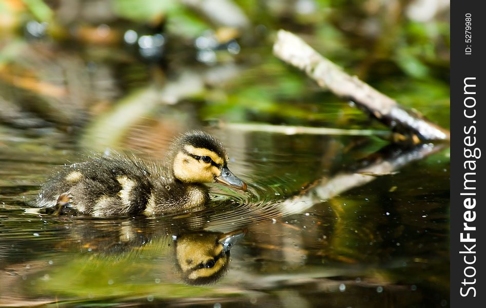 Close-up of a cute duckling in spring
