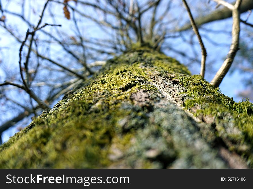 Oak Tree Stem