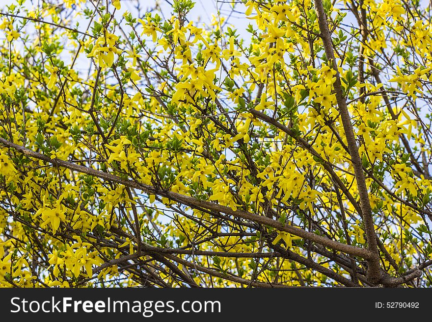 Spring Yellow flower background backlight. Spring Yellow flower background backlight