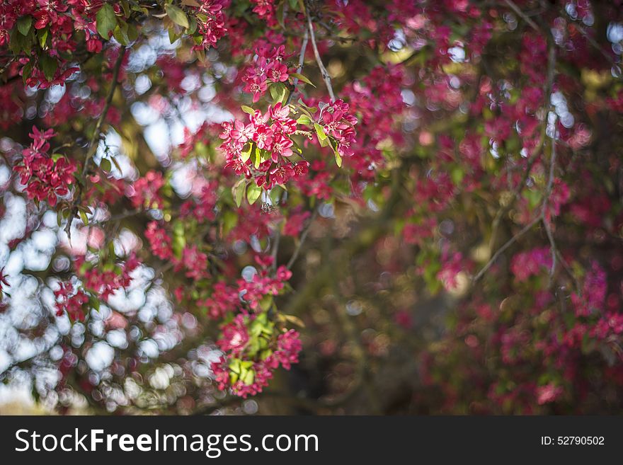 Pink  Flowers  Bokeh Background