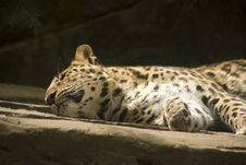 Sleeping Leopard Stock Images
