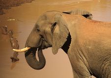 Elephant At A Watering Hole Royalty Free Stock Photography