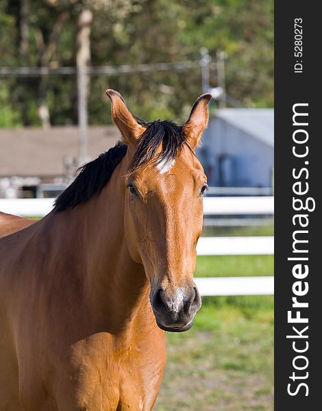 Chestnut horse on the farm