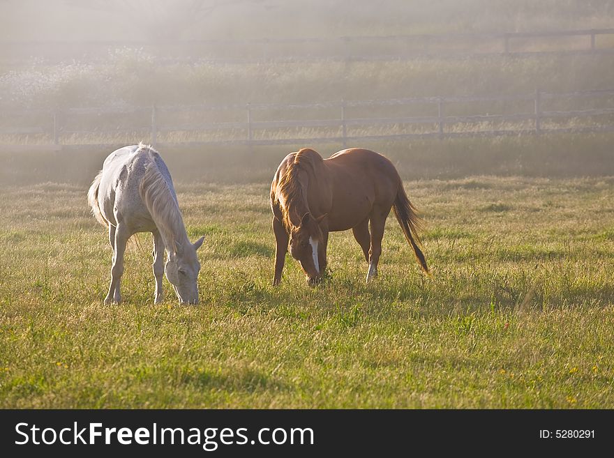 Horses In Fog