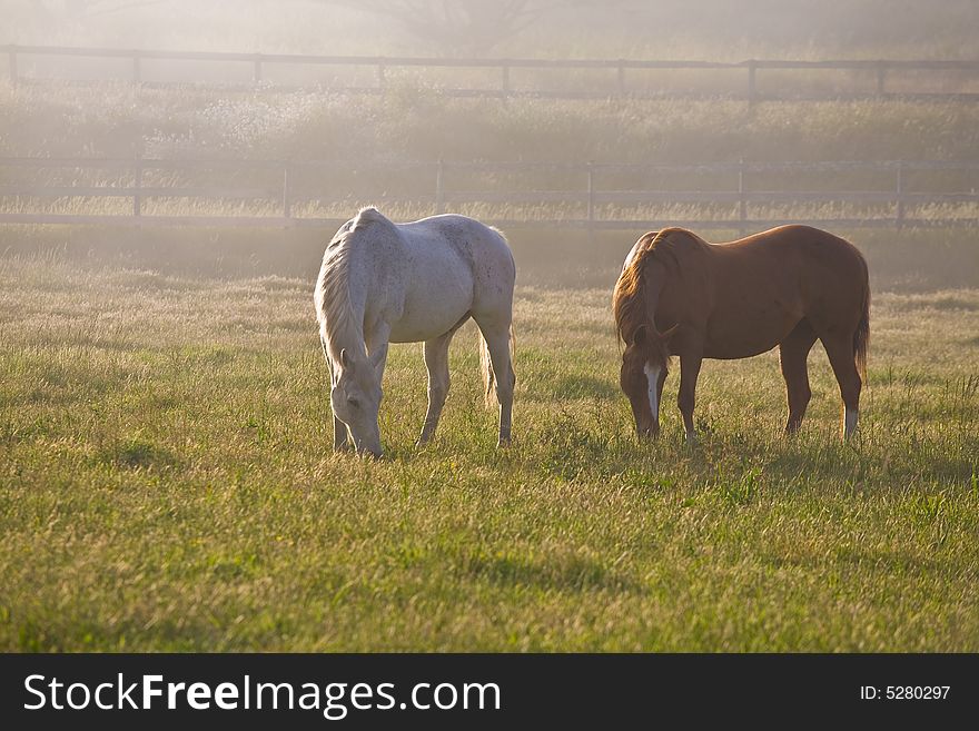 Horses In Fog