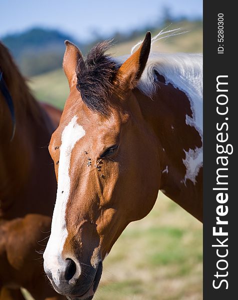 Chestnut horse on the farm