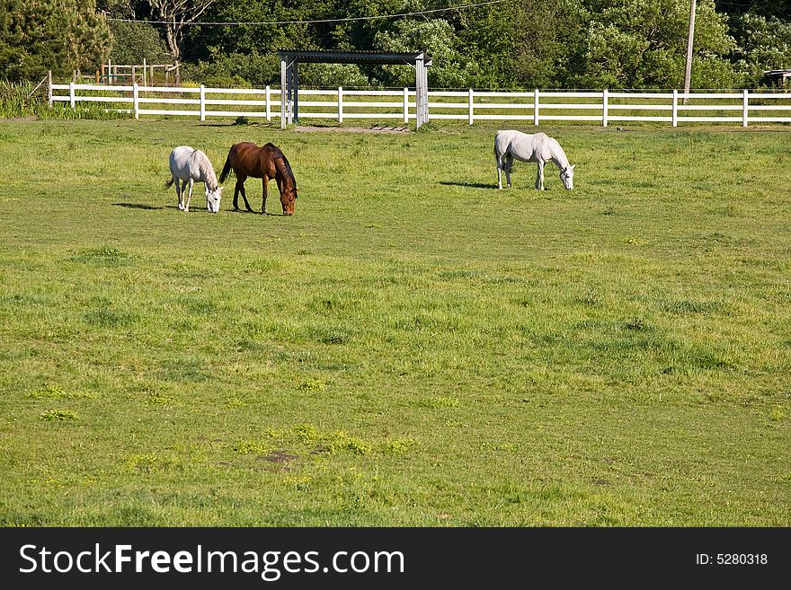 White and chestnut horses on the farm