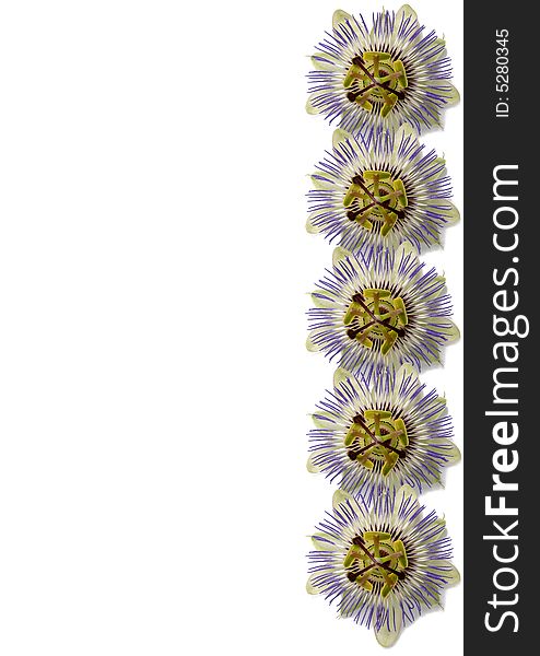 Vertical arrangement of Passiflora flowers. Vertical arrangement of Passiflora flowers