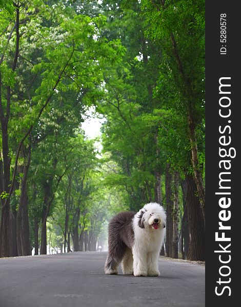 A beautiful english old sheepdog,outdoors