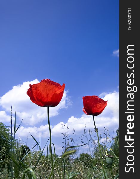 Poppies with blue sky