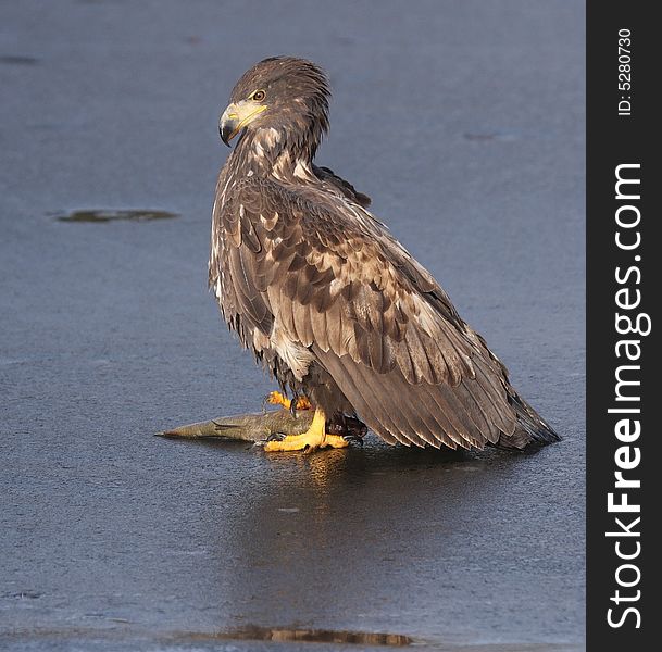 The sea-eagle with her prey - fish. The sea-eagle with her prey - fish