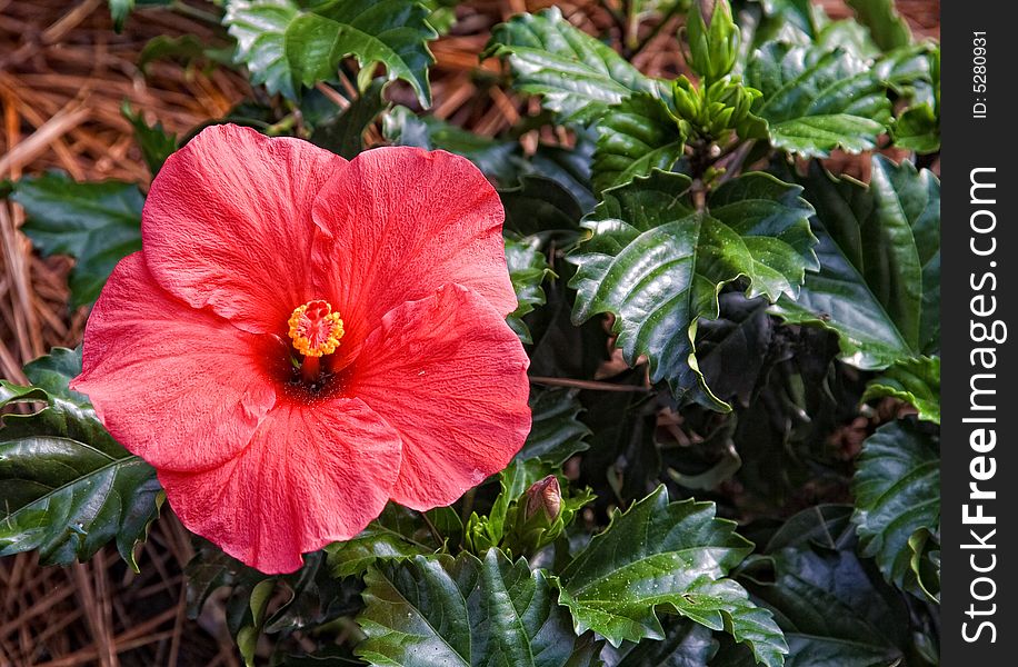 A beautiful Hibiscus flower in a garden bed.