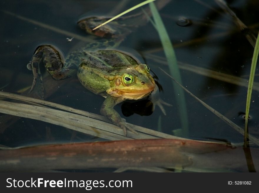 Green frog in a pond in the spring