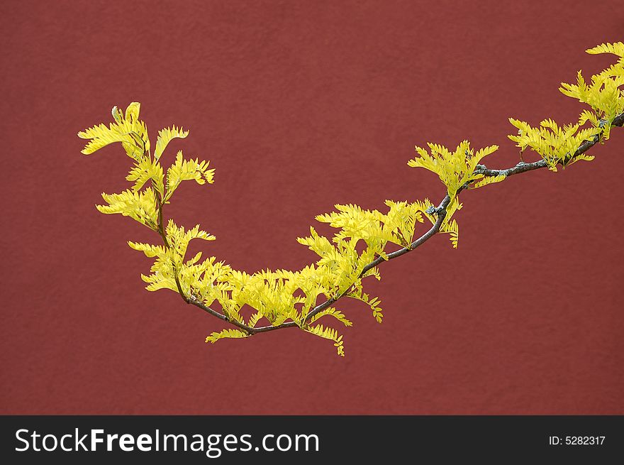 The yellow leaves on a single branch stand out against a wall. The stippling inthe background isn't noise, it's the texture of the wall. The yellow leaves on a single branch stand out against a wall. The stippling inthe background isn't noise, it's the texture of the wall.