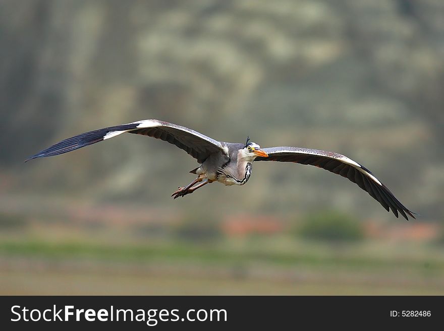 GREY HERON