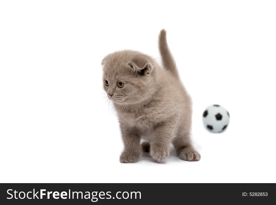 Scottish Fold kitten  on a white background