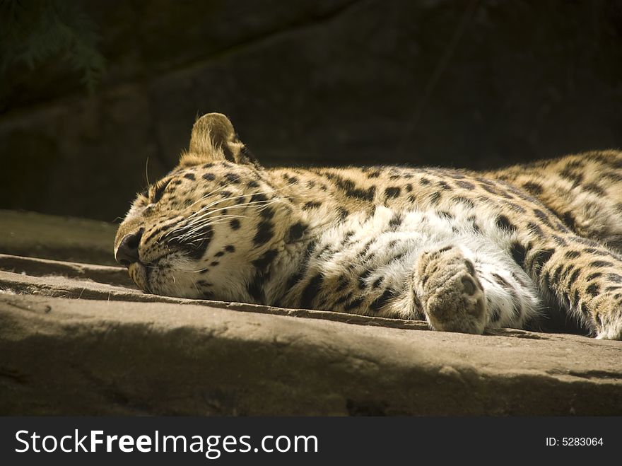 A leopard takes a cat nap in the sun. A leopard takes a cat nap in the sun