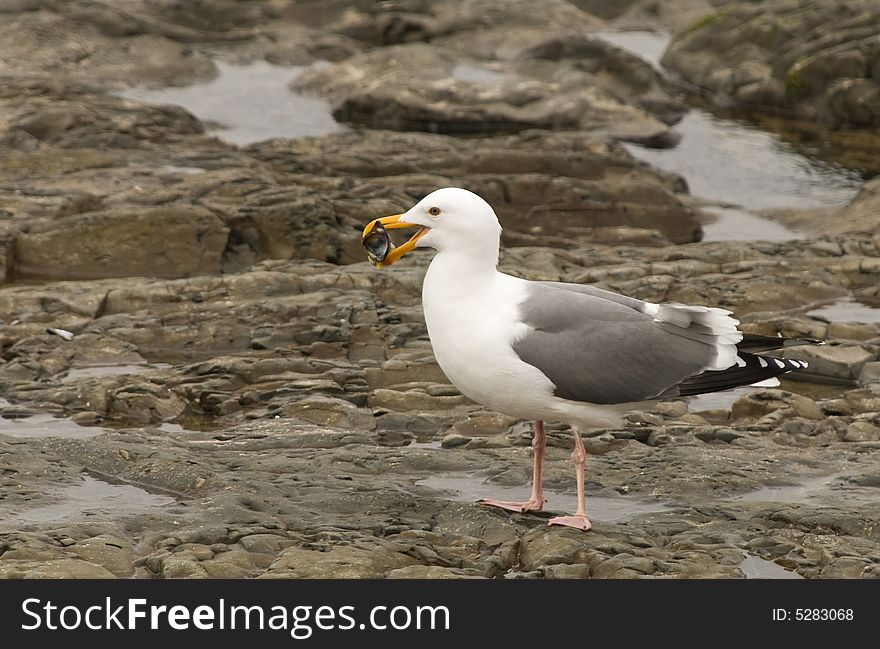 A seagull opens up a mussel for food. A seagull opens up a mussel for food