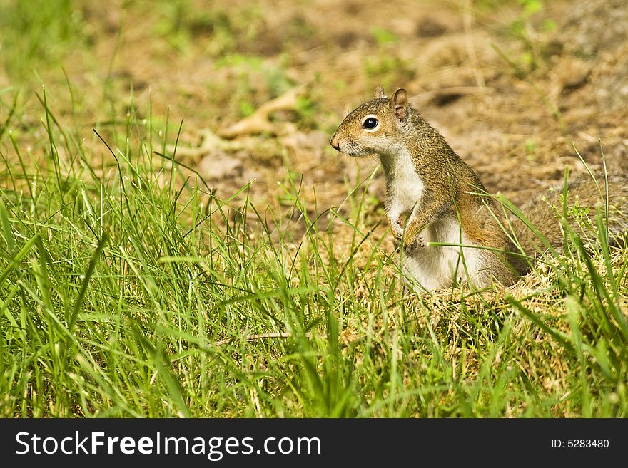 Closeup of a squirl standingt in front of a large tree in morning light.