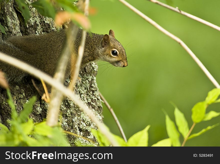 Closeup of a squirl looking down from a large tree in morning light. Closeup of a squirl looking down from a large tree in morning light.