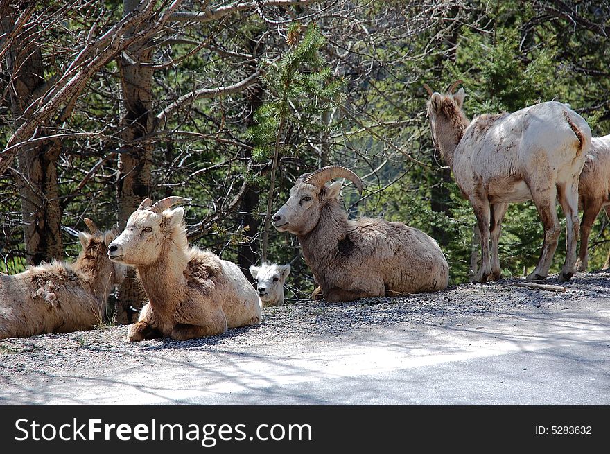 A group of mountain goats resting beside a local road in banff national park, alberta, canada