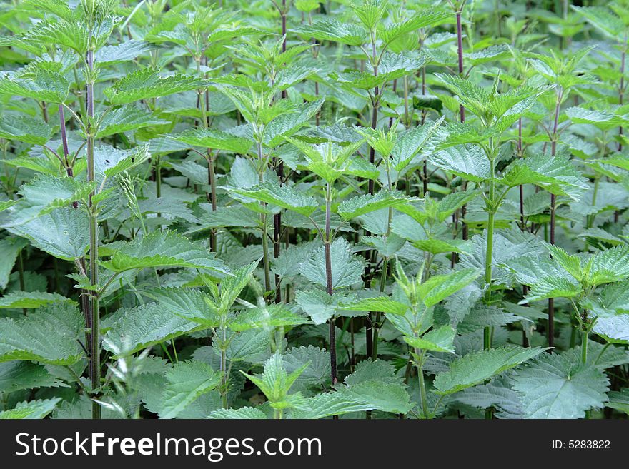 Green nettle background in may