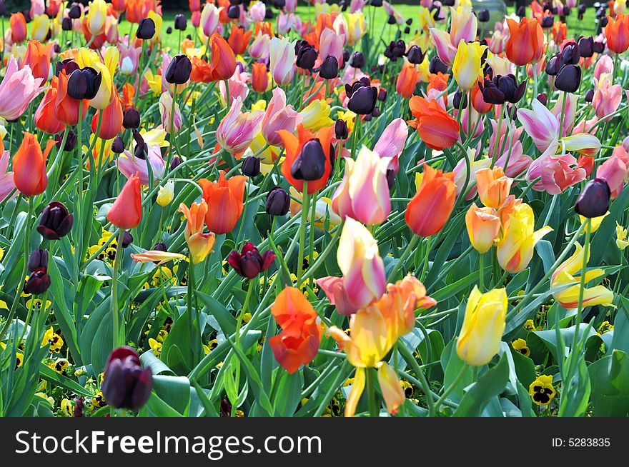 Tulip garden with a variety of colors