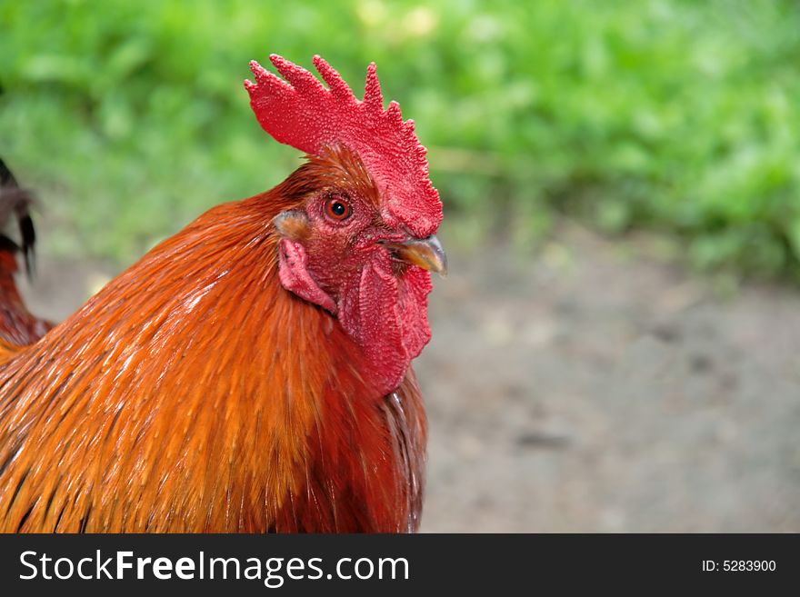 Portrait of the red rooster