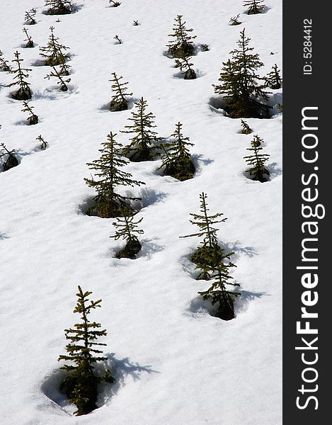 Little pine trees on the snow in kananaskis country, alberta, canada