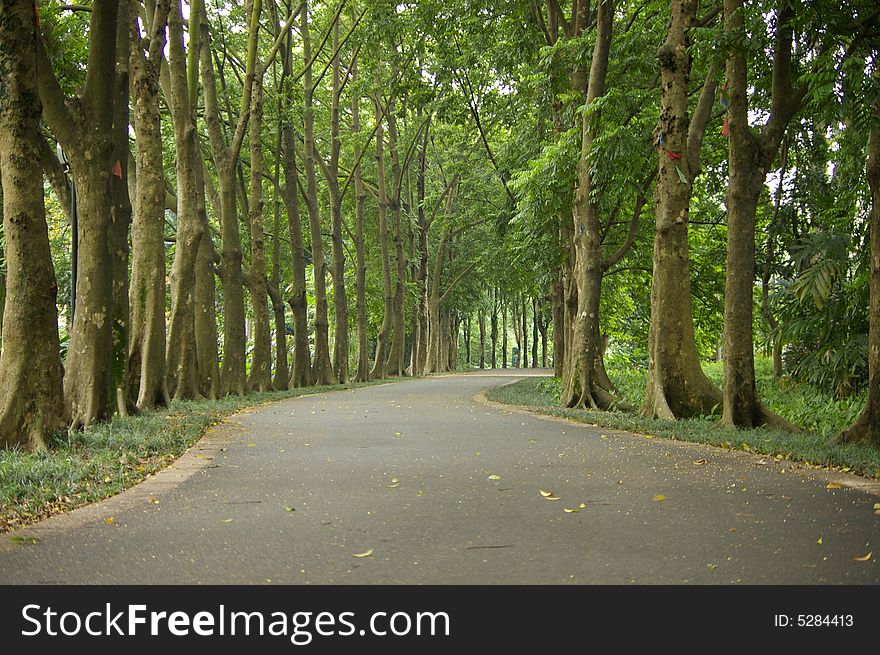 Road in the forest,quiet and beautiful.