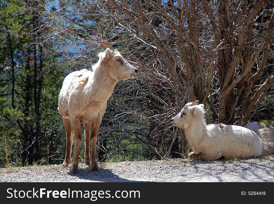 A pair of mountain goats resting beside a local road in banff national park, alberta, canada