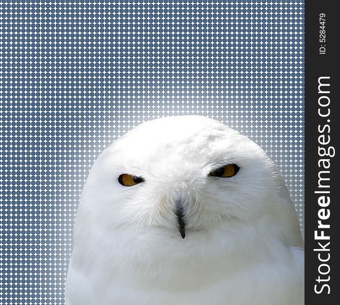 White snow owl on spot background with glow effect. White snow owl on spot background with glow effect