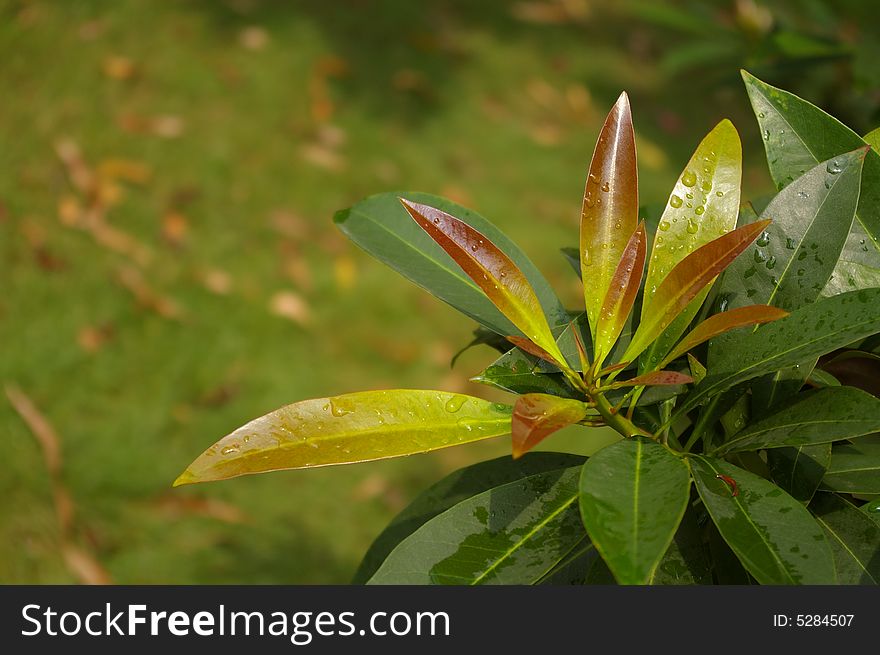 Some green leafages in the park.