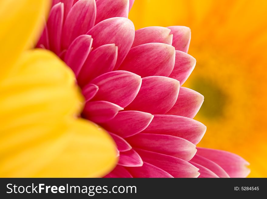 Close-up of colorful gerbera flowers. Close-up of colorful gerbera flowers