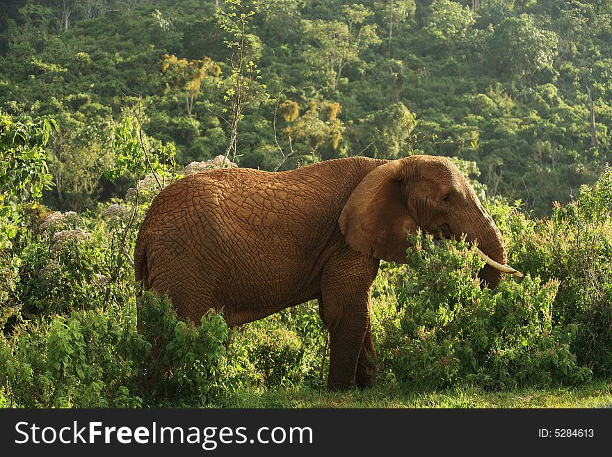 Old Female Elephant