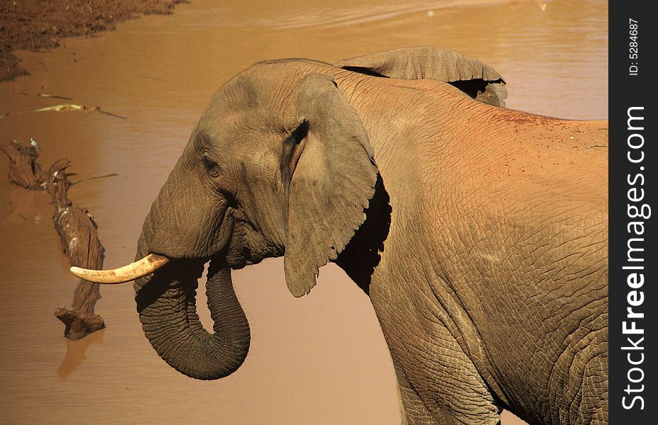 Elephant at a watering hole in Kenya Africa