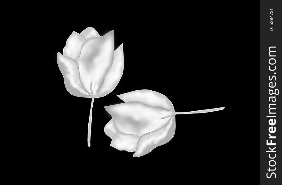 Two white tulips (Tulipa) on black background.